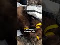 Rescuing a Bear stuck in a Tree #shorts #animalrescue