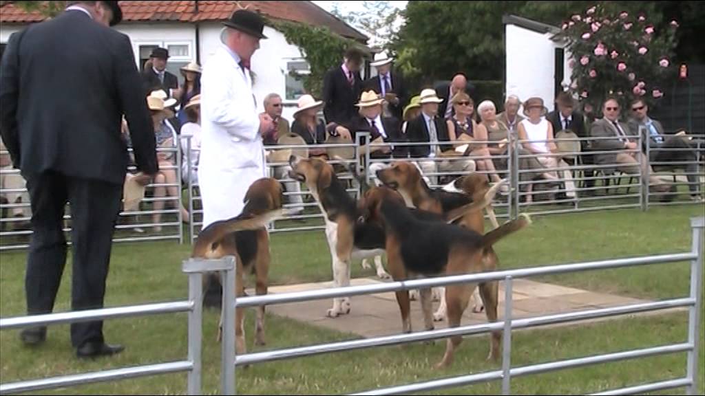 Essex Hunt Puppy Show 2014 YouTube