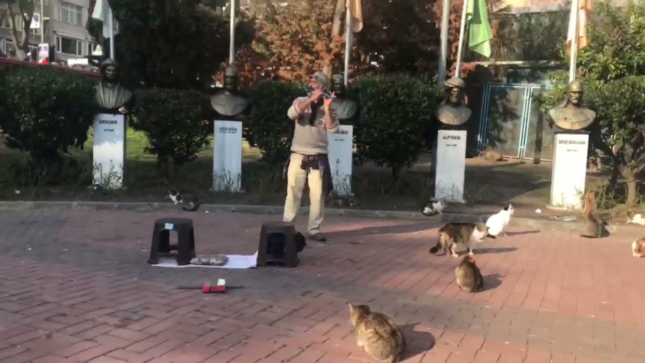 Turkish Street Performance 2022 - Nişantaşı Parkı The Cat Park Folk Music Performance and Stray Cats