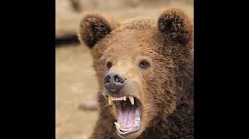 The Bear Roars 