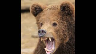 The bear roars