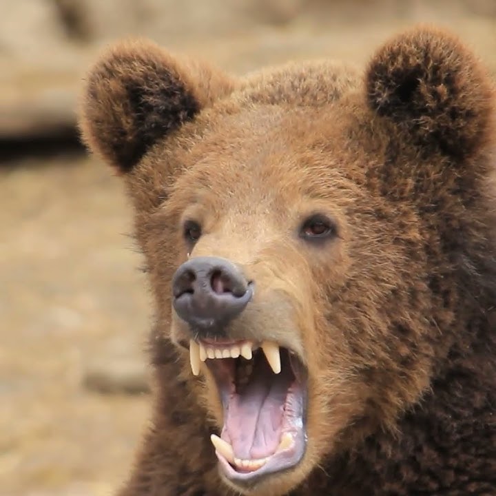 The bear roars