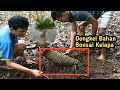 THE EASY WAY TO MAKE A COCONUT BONSAI FROM THE FOREST