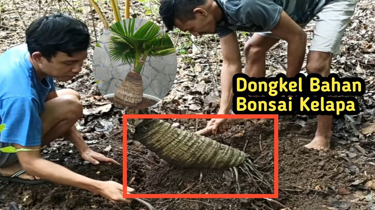 THE EASY WAY TO MAKE A COCONUT BONSAI FROM THE FOREST
