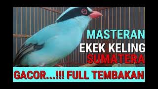 MASTERAN/PANCINGAN SUARA BURUNG EKEK KELING SUMATERA GACORR FULL TEMBAKAN