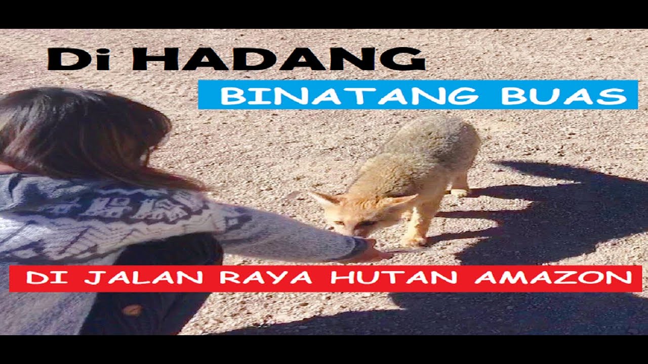 Di Hadang Binatang  Buas  Hutan  AMAZON  YouTube