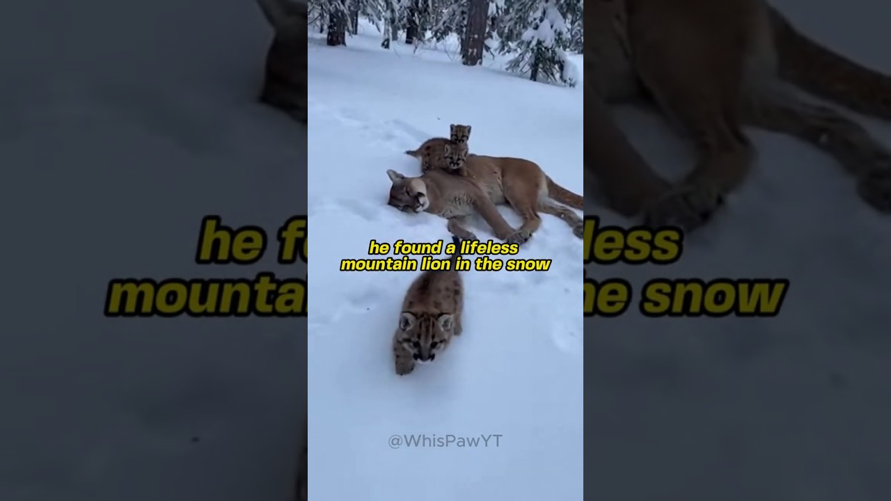 This Hiker Found Three Kittens Next to Their Lifeless Mother 