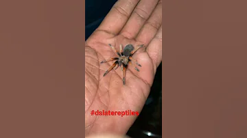 Mexican Fire Leg Tarantula Baby 