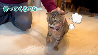 1泊旅行ならもう慣れっこの猫達の様子がこちらです