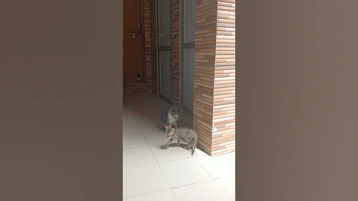 Watch the video about Silly Fights & Playtime Chaos 😻 Cats Being Silly in Play #cat #kitten #funny #shorts #youtubeshorts