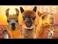 All 7 camelid species  the legendary silk road