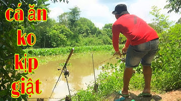 Câu Cá Tra Sông | Bãi Câu Cũ Chưa Quăng Hết Cần Thì Đã Lên Cá Liên Tục - Fishing