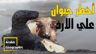 سحلية تنين الكومودو أشرس وأخطر الحيوانات في العالم | الحيوانات والحياة البرية