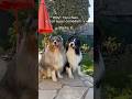 Mes chiens sont des comdiens  chien animal bergeraustralien