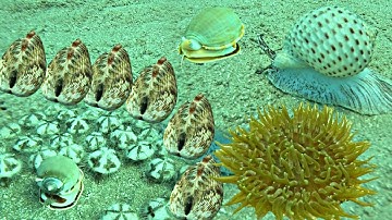 Lặn Biển Trúng Được Ổ Ốc Sò Dương Ghẹ Ở Điểm Khơi Xa Ba Anh Em Bắt Đã Tay  | P 689