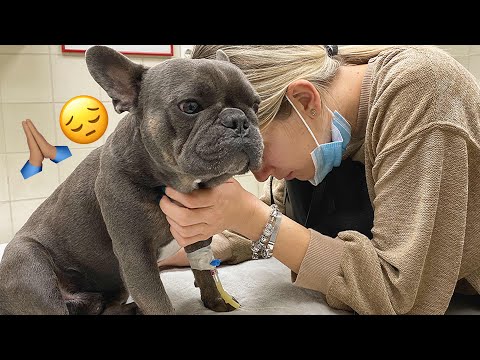 Dogs Health Problems