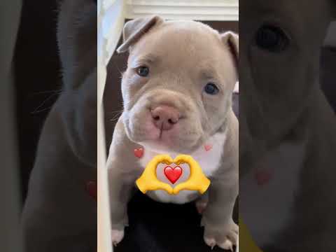 Small To Big Animals Edition AnimalSizeComparison Smalltobiganimals