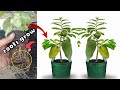 Soursop Tree Cuttings Technique To 100% Work