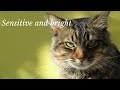 Book Trailer: The Travelling Cat Chronicles - Hiro Arikawa