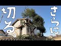 伸び放題の木をさらに切る！誰が切る？彼が切る！【第180話】