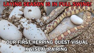 Our FIRST herping quest visual pairing has produced eggs! Laying season is in FULL SWING.