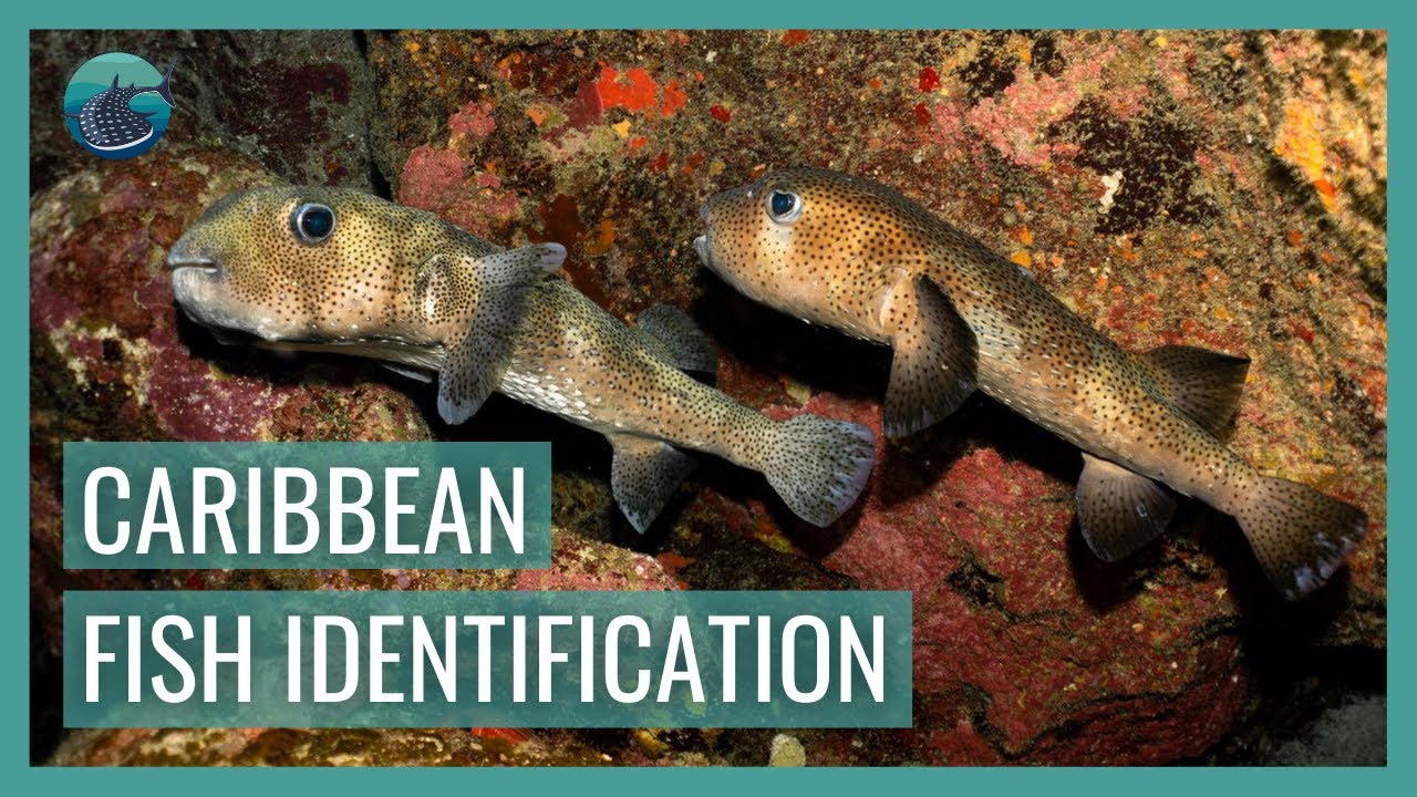 the ULTIMATE Caribbean Fish Identification Guide // Whale Shark