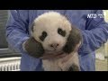 Берлинский зоопарк показал, как икает детёныш панды