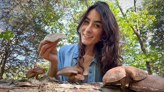 Unleashing the Health Benefits of Shiitake Mushrooms!