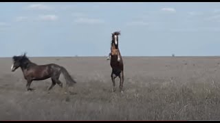 Жас АйҒыр!!! Молодой жеребец. Young stallion.