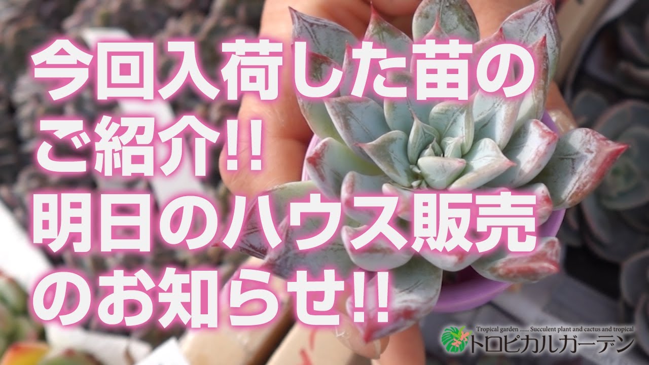 2024.02.03【Succulent】Introducing the seedlings we just received