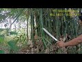 Tebas bambu tebal dengan golok per jeep willys gen 2 asli tes ketajaman replika golok patimura
