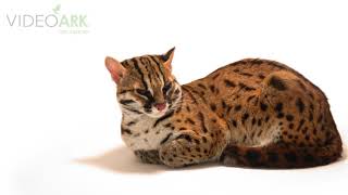 A Visayan leopard cat (Prionailurus bengalensis rabori) at the Avilon Zoo.