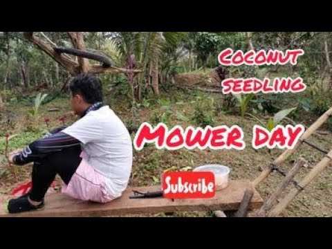 Video: Hindi Karaniwang Sopong Huwad Ng Niyog