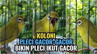 Koloni Pleci Buka Paruh Pancingan Ampuh Bikin Pleci Gacor #kolonipleci