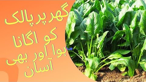 How To Grow Spinach At Home-Full Information With Updates