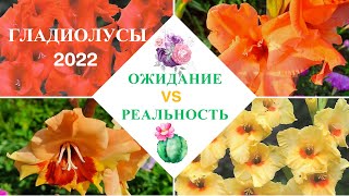 Гладиолусы: ожидание и реальность/Гладиолус/Шпажник/Gladiolus