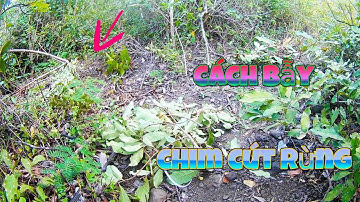 Cách Bẫy Chim Cút Rừng Đơn Giản Mà Hiệu Quả