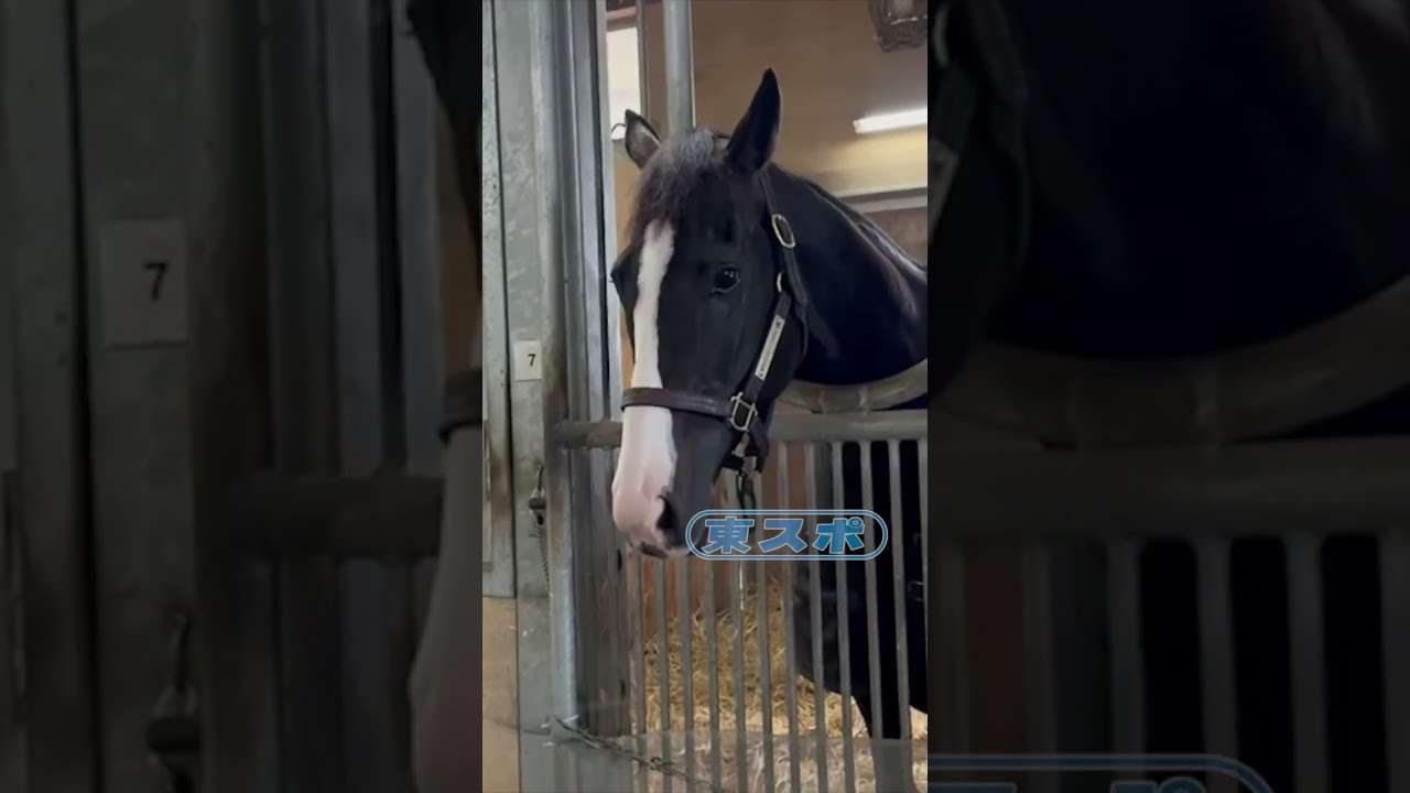 イクイノックス　ジャパンカップ 2023年 ジャパンカップ JRA