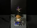 TESLA COIL VS SAPODILLA AND PLANTS