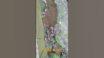 Berang Berang Jinak Lucu Tidak Takut Manusia | Otter Pintar  #shorts #berangberang  #animals #otter