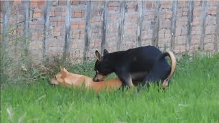 Great VillageDogs! Shepherd Meeting Belgian Malinois At Field Near Green Field near home 2 by Kh Animal-lover 223,460 views 2 years ago 5 minutes, 40 seconds