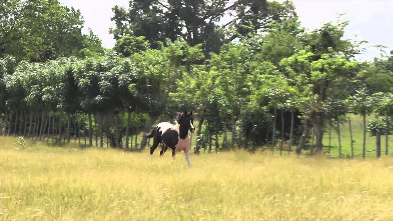 POMBO CABALLO PINTO AMERICANO