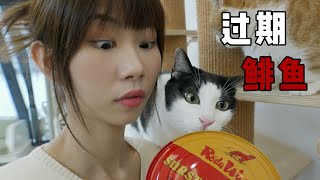 My girlfriend and cats run away when expired can is opened | SanHua Cat Live