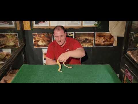 Common Reptile Problems Episode 2 ( Respiratory Infection ) - YouTube