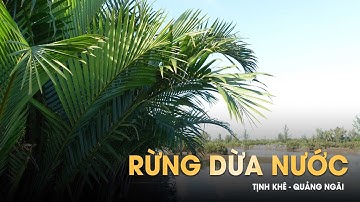 Rừng dừa nước Tịnh Khê TRẢI NGHIỆM CỦA DÂN BẢN ĐỊA | Phúc Trịnh