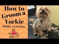 How to Groom a Yorkie (Edward)