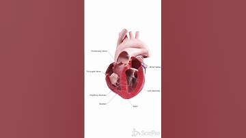 💓 Discover the Human Heart in Motion: A Stunning Unity3D Animation 💓  #anatomy
