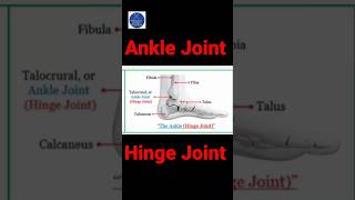 Ankle Joint Human Anatomy #shorts video
