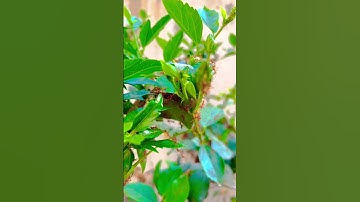Weaver Ants nest #ants #insects #nest