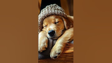 Thumbnail of calming music for dogs🦮💖Dog music relaxation🐶🎵Separation anxiety relief music⭐